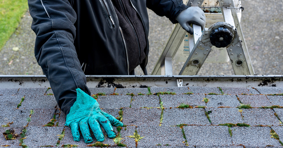 Moss growing on a roof